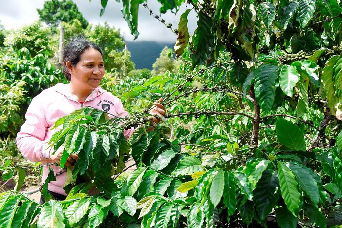 Chị Kem (làng Chrơng II) cho biết, gia đình chị trồng 200 cây cà phê, 400 trụ hồ tiêu, 200 cây mít Thái, 3 ha bời lời, 2 sào lúa… Mỗi năm, gia đình thu nhập trên 100 triệu đồng.