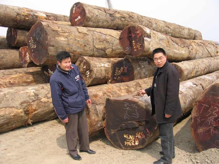  Các cây gỗ được cho là có nguồn gốc từ vùng nhiệt đới tại Nam Tầm, Trung Quốc. Ảnh: Tribune News Service. 