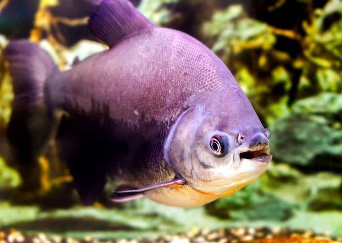 Cá Pacu đã trở nên nổi tiếng trong những năm qua. Chúng có khả năng thích ứng cao, vì vậy chúng có thể phát triển trong các điều kiện bất lợi trong môi trường của chúng và điều chỉnh hành vi của chúng cho phù hợp.