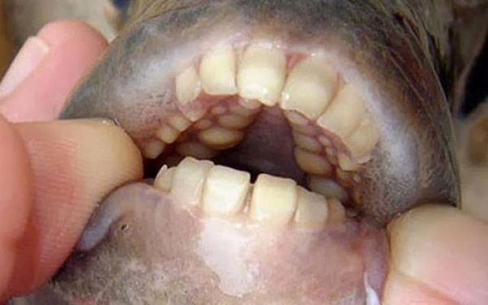 Tên gọi Pacu xuất phát là một từ cũ trong ngôn ngữ Tupi-Guarani của Nam Mỹ. Nó có nghĩa là “người ăn nhanh”. Giống như cái cách mà chúng ăn.