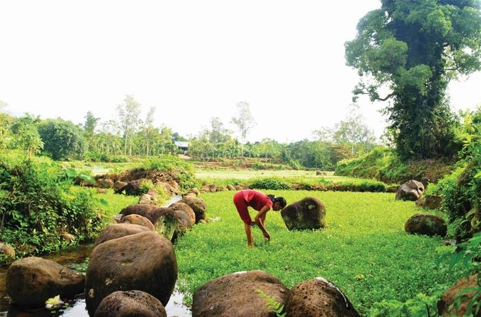 Ruộng rau xà lách, cải xoong xanh mướt nhờ nguồn nước tưới được lấy từ các giếng cổ.