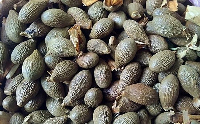 Hạt ươi có giá trị kinh tế cao. Song, người dân chỉ được đi nhặt hạt ươi đã chín, rụng xuống, không được chặt hạ cây ươi để lấy hạt, nếu không sẽ bị xử lý nghiêm.