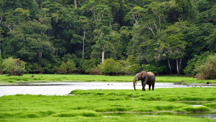Một khu bảo tồn động vật gabon