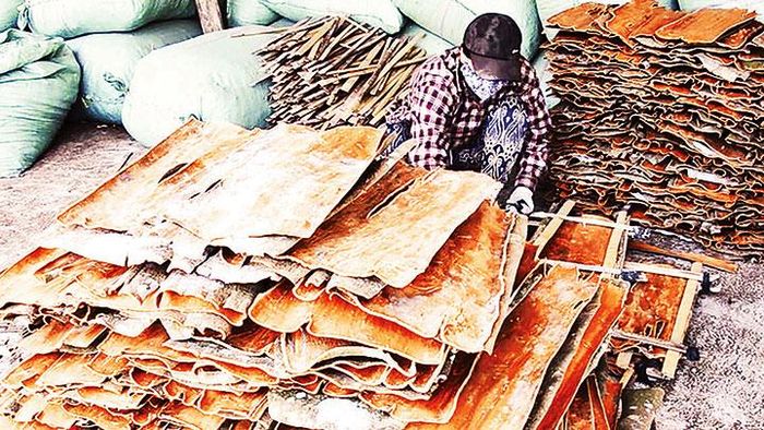Vỏ cây quế bản địa Trà Bồng được bóc ra phơi khô, chế biến khô hoặc tinh dầu trong nhiều lĩnh vực.