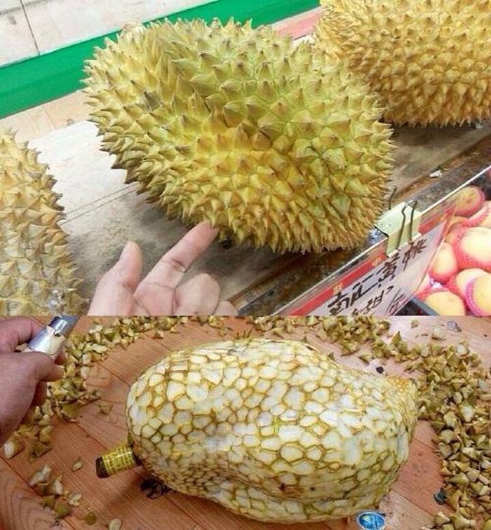 Tuy chỉ bé hơn nắm tay, nhưng quả sầu đã có sẵn một múi vàng ươm nhìn rất kích thích.