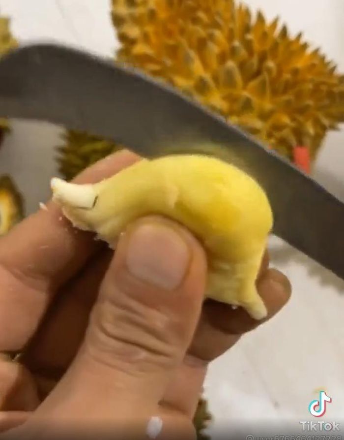 Vừa nhìn qua nhiều người đã lắc đầu cho rằng: "Quả sầu bé tí thế kia thì có gì mà bổ, mất hết cả thời gian".