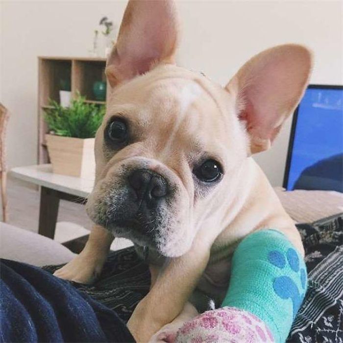 Đau lắm rồi, làm ơn đừng mắng tôi nữa! (Ảnh: Internet).