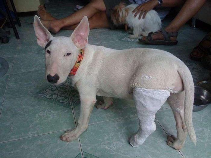 Đừng buồn, rồi mày sẽ sớm chạy nhảy bình thường lại thôi mà.