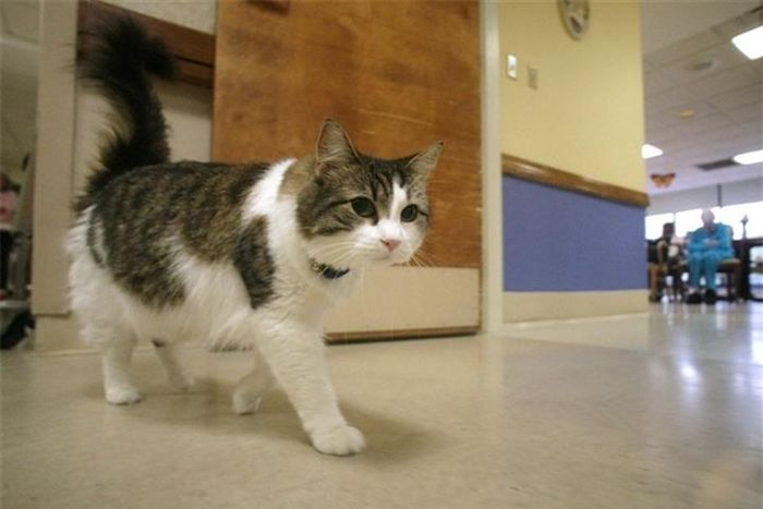 Mèo Oscar.