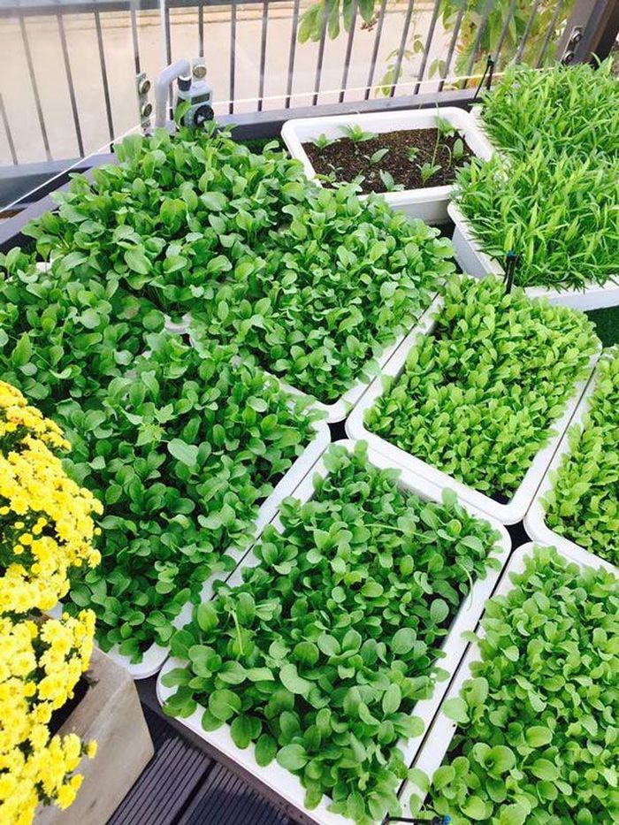 Minh Hà và ông xã Lý Hải trồng nhiều rau xanh, cây trái để có nguồn thực phẩm tươi sạch.