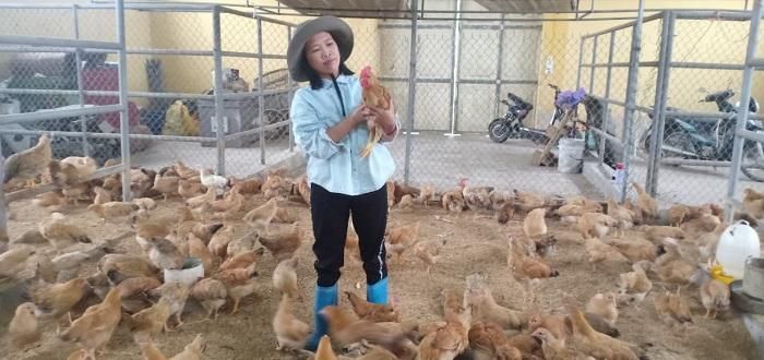 Mô hình chăn nuôi gà vi sinh ở xã Hiền Ninh, Sóc Sơn