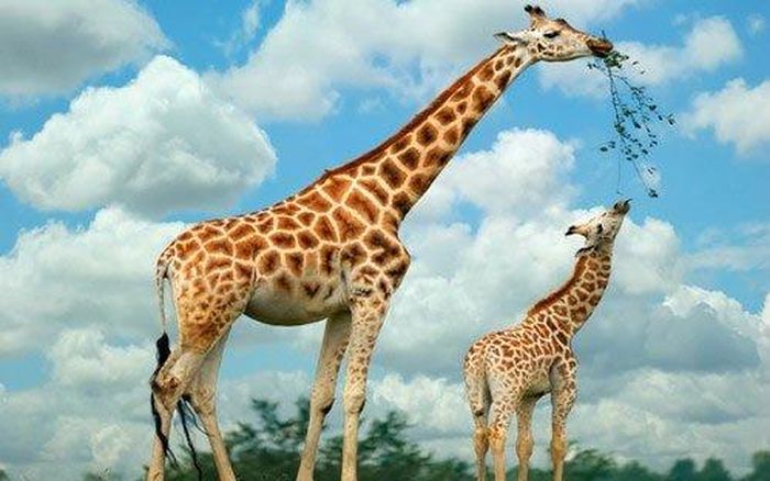 Hươu cao cổ mẹ vẫn sinh con ở tư thế đứng dù chúng là loài động vật sống trên cạn cao nhất thế giới. Vì vậy, thời kỳ thai nghén của hươu cao cổ khá dài, từ 400 đến 460 ngày giúp con non đủ lớn để chịu đựng cú rơi từ trên cao.