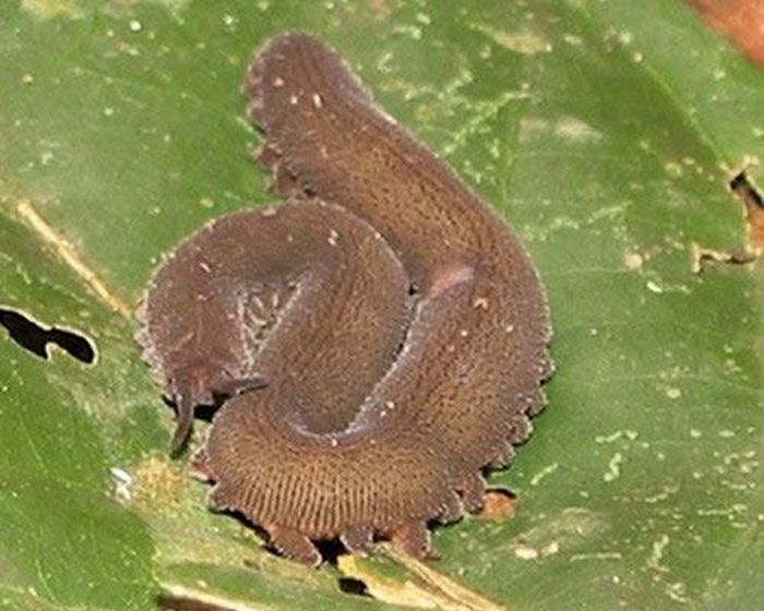 Cơ thể loài sinh vật kỳ lạ này có họ hàng gần gũi với cả động vật chân đốt (nhện, côn trùng) và giun (giống như giun đất). Chúng có thời gian mang thai kéo dài khoảng 15 tháng.