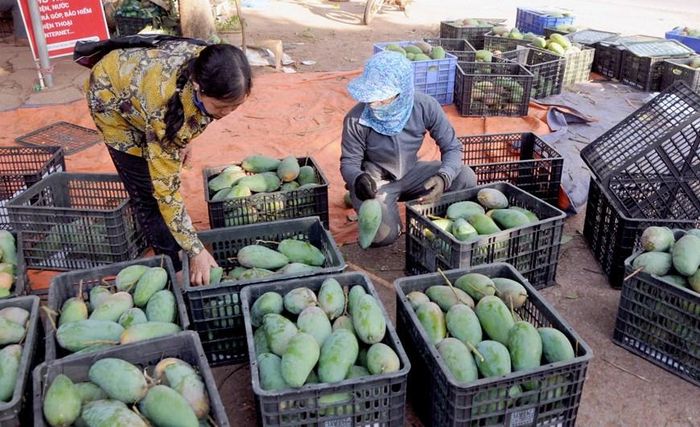  Sản lượng xoài xuất khẩu của Sơn La ước đạt trên 65.000 tấn. (Nguồn: TTXVN) 