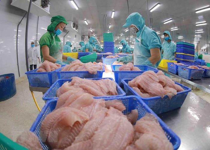  Chế biến cá tra phi lê xuất khẩu tại nhà máy của Công ty cổ phần đầu tư phát triển đa quốc gia ở khu công nghiệp Vàm Cống, huyện Lấp Vò (Đồng Tháp). (Nguồn: TTXVN) 