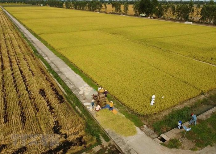  Tập đoàn Lộc Trời - doanh nghiệp tiên phong xây dựng chuỗi giá trị lúa gạo xuất khẩu, là đơn vị đầu tiên trên thế giới đạt 100 điểm tuyệt đối theo mô hình canh tác SRP với diện tích hơn 36.000ha. (Nguồn: TTXVN) 