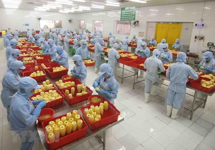  Chế biến sản phẩm dứa đóng hộp tại nhà máy của Công ty CP xuất nhập khẩu nông sản An Giang.(Nguồn: TTXVN) 