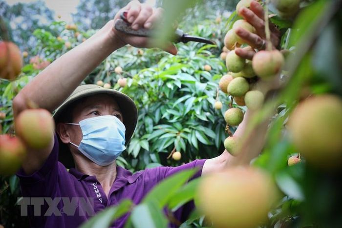  Vải thiều Lục Ngạn trở thành sản phẩm nông sản đầu tiên của Việt Nam được chính thức bảo hộ chỉ dẫn địa lý tại Nhật Bản. (Nguồn: TTXVN) 