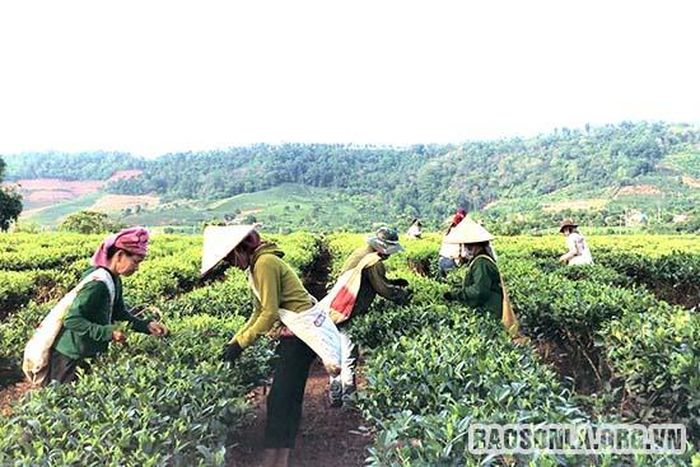 Vùng chè Phổng Lái vào mùa thu hoạch.