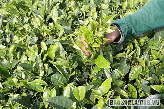 ... và thu hái bằng tay nên búp chè hái đều 10 ngọn như một.