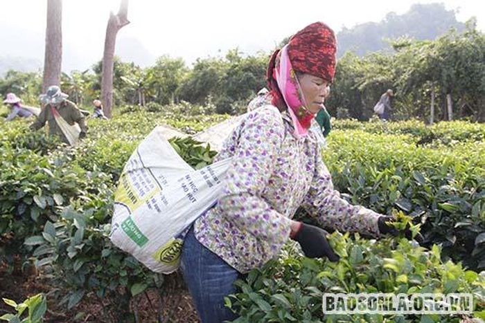 Việc chế tạo những túi đựng chè bằng vỏ bao tải vừa chắc chắn, vừa giúp người hái chè di chuyển, thu hái nhanh chóng hơn.