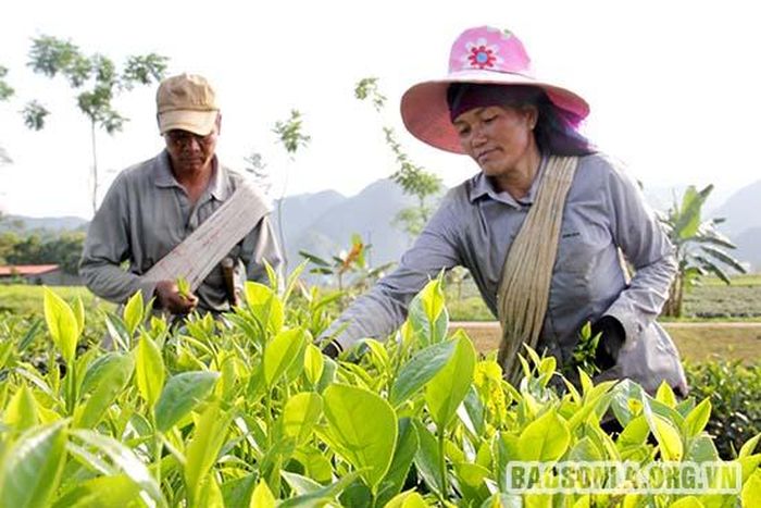 Những ngọn chè xanh mơn mởn đang vào mùa thu hái.