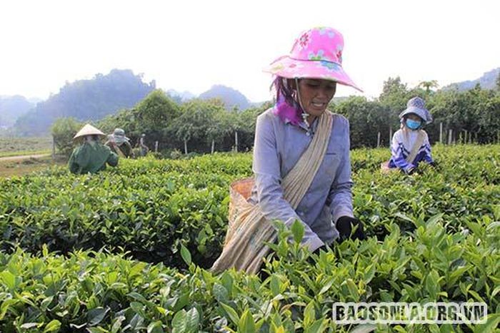 Đa phần là phụ nữ làm nghề hái chè thuê.
