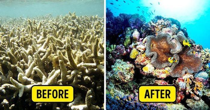 Các nhà khoa học đã nghiên cứu ra loại chai nước được làm 100% từ thực vật, tảo và rong biển