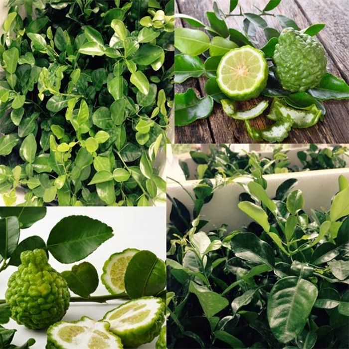 Ngoài bán quả, lá chúc cũng được săn mua, với giá 220.000 đến 250.000 đồng/kg. Ảnh: Dân Việt