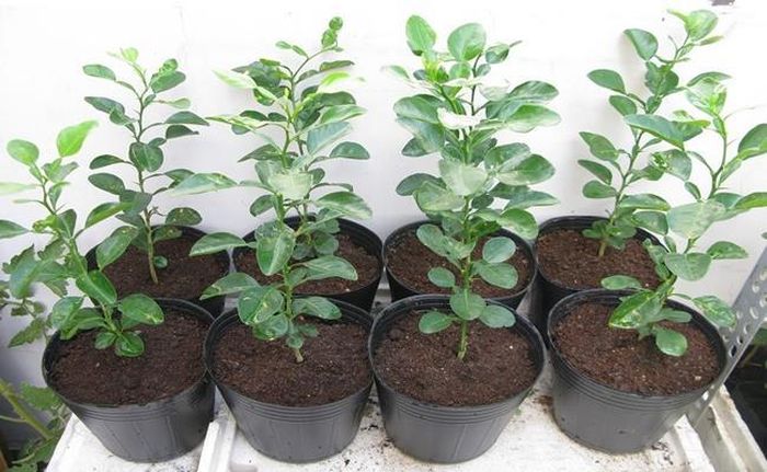 Những cây 2 năm tuổi có giá dao động từ 300.000 - 600.000 đồng/cây. Ảnh: Dân Việt