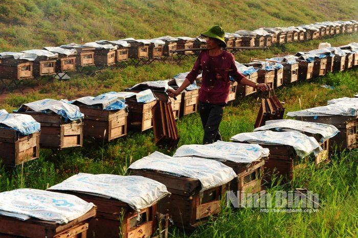 Thợ nuôi ong đưa cầu ong để chuẩn bị lấy mật.