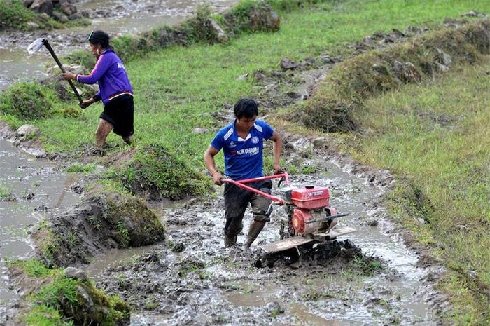 Người dân sử dụng máy làm đất trên những thửa ruộng bậc thang.