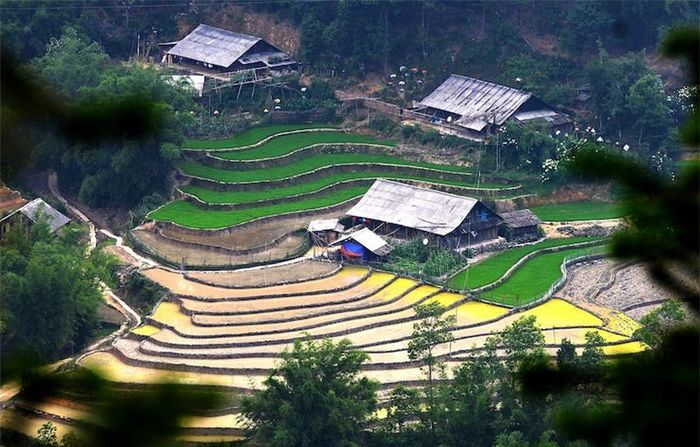 Ruộng bậc thang xen lẫn những mái nhà tại xã Tả Van, thị xã Sa Pa (Lào Cai).