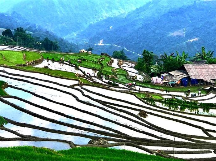 Người dân vùng cao cấy lúa trên thửa ruộng bậc thang bên dãy Hoàng Liên Sơn hùng vĩ.