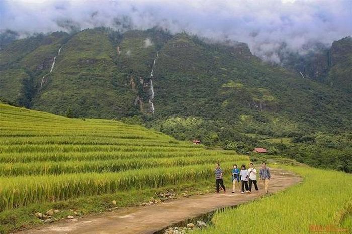 Thuɴg lũng lúa ở Dền Sáng mới bắτ ᵭầu ngả vàng.