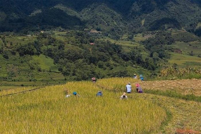 Trên đường τừ Sa Pa lên Y Tý du khách cũng có thể dừng chân ngắm lúa ở thung lũng Tả Giàng Phình, Dền Sáng.