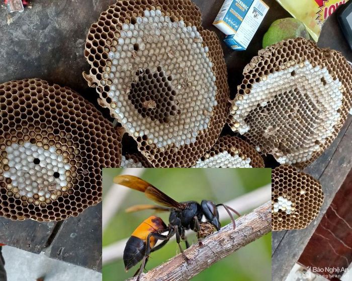 Tầng ong được lấy ra từ tổ ong vò vẽ, hiện có giá 200.000 đồng/kg. Con ong vò vẽ lúc trưởng thành rất hung dữ khi có người đến gần tổ của chúng. Ảnh: XH