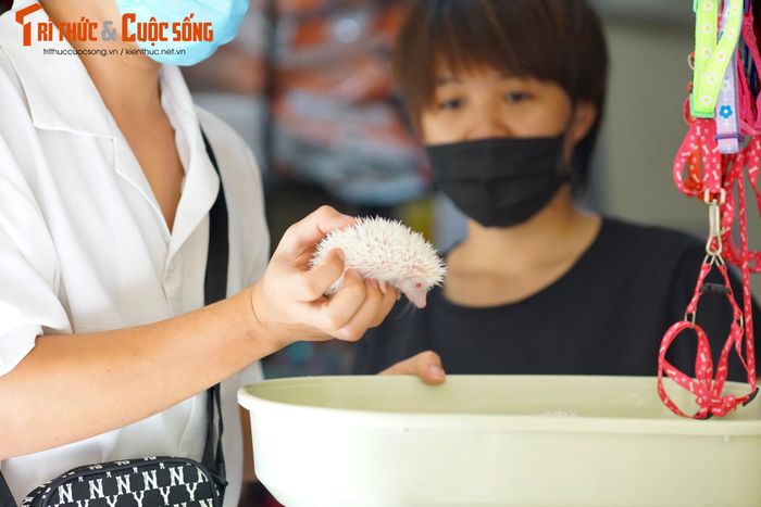 Khó khăn lớn nhất khi nuôi là nhím cảnh thường ngủ ngày, thức đêm do đặc tính lẩn trốn kẻ thù của nhím. Mỗi nhím cảnh có từ 5.000 đến 7.000 lông và di chuyển rất chậm chạp.