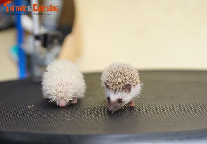 Nhím cảnh có lông ngắn và không có độc nên chúng cũng không phóng lông như các loại nhím khác.