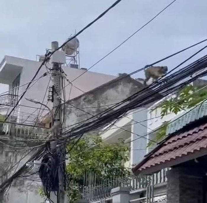  Khỉ leo trèo trên đường dây điện ở khu dân cư. Ảnh chụp màn hình. 
