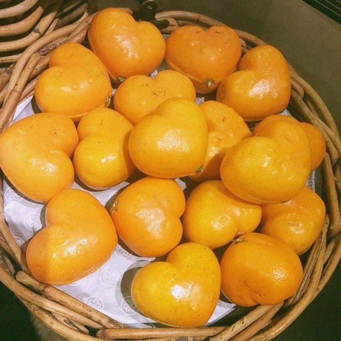 Những quả cam có hình dáng trái tim vô cùng đẹp mắt và đáng yêu ở đảo Jeju của Hàn Quốc.