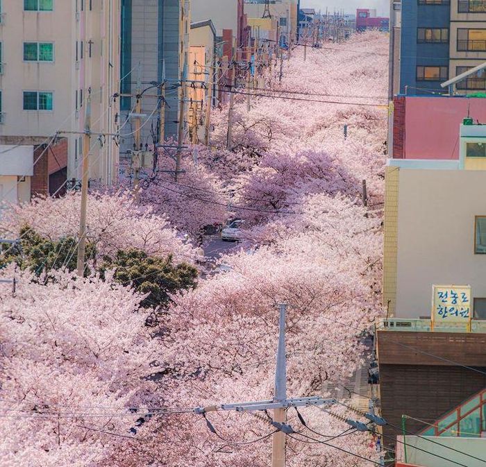 Hoa anh đào nở tuyệt đẹp, phủ kín sắc hồng cả một góc ở thành phố Jeju.