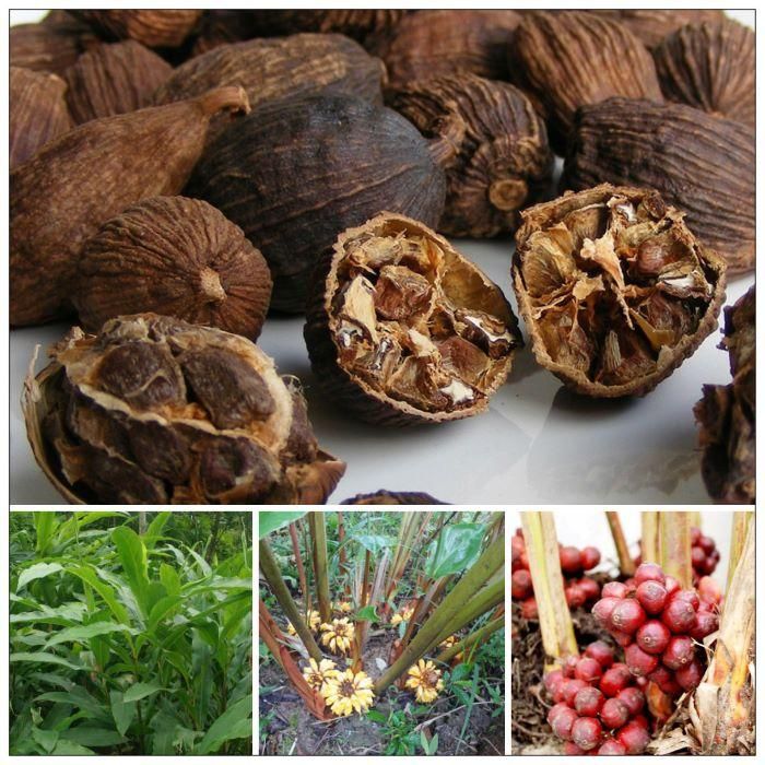 Thảo quả tác dụng khu đàm tiệt ngược, trị sốt rét kéo dài.
