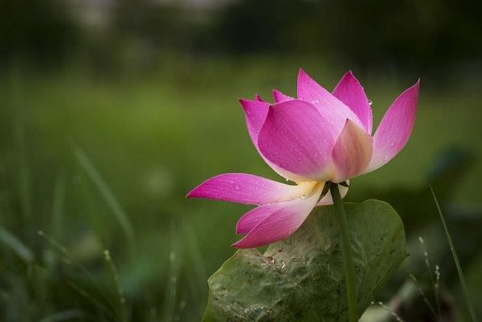 Ảnh minh họa.