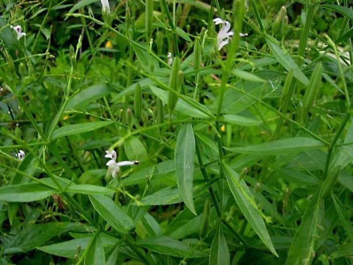 Xuyên tâm liên là vị thuốc thanh nhiệt, giải độc thường dùng trong y học cổ truyền. Xuyên tâm liên có tác dụng kháng vi sinh vật (vi khuẩn, virus, nấm, ký sinh trùng), chống viêm, oxy hóa, ung thư… được dùng để điều trị các bệnh về gan, sốt, tiêu chảy cấp tính, tăng huyết áp, thủy đậu, bệnh phong, sốt rét, viêm nhiễm, ung thư, tiểu đường…