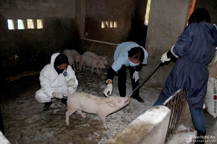 Cơ quan thú y lấy mẫu xét nghiệm bệnh dịch tả lợn châu Phi. Ảnh: Xuân Hoàng