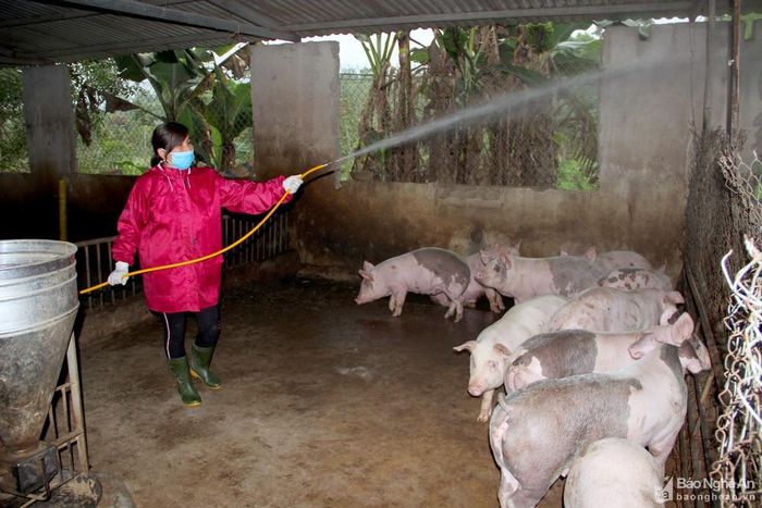 Người chăn nuôi cần thường xuyên thực hiện các giải pháp phòng dịch trong hệ thống chuồng trại chăn nuôi. Ảnh: Xuân Hoàng