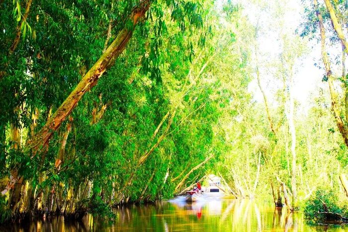 Vào sâu bên trong, khu rừng phủ đầy một màu xanh mơn mởn của những hàng cây, kết hợp với cái nắng dần tàn yếu ớt như đang níu giữ lại những khoảnh khắc của Trà Sư dần về chiều.