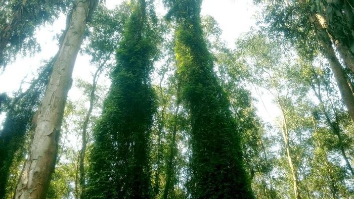 Cảnh sắc tự nhiên kết hợp hòa quyện với nhau tạo nên một bức tranh với gam màu tràn đầy sự sống và tươi tắn trong mắt của du khách khi được tận mắt ngắm nhìn.
