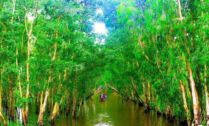 Những cây tràm đứng ngay hàng thẳng lối phủ đầy bóng mát đang chào đón du khách như mái nhà chạy dài sâu thẳm.
